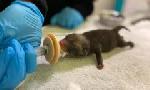 Revoir Sos animaux sauvages du 09 Avril