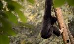 Revoir Zoo : le défi de demain du 12 Avril