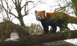 Revoir 1 an à pairi daiza, le meilleur zoo d'europe du 12 Avril