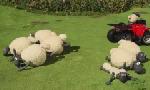 Revoir Shaun le mouton du 17 Avril