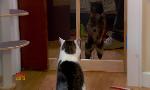 Revoir Hell's cat : mon chat est un cauchemar du 27 Avril