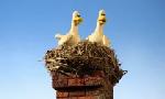 Revoir Shaun le mouton du 30 Avril