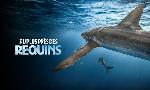 Revoir Au plus près des requins du 11 Mai