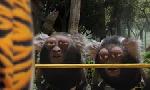 Revoir Les as de la jungle à la rescousse du 13 Mai