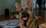 Revoir Rex, chien flic du 19 Mai