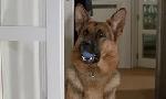 Revoir Rex, chien flic du 20 Mai
