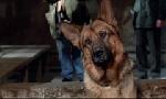 Revoir Rex, chien flic du 20 Mai
