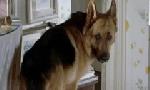 Revoir Rex, chien flic du 20 Mai