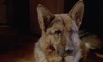 Revoir Rex, chien flic du 21 Mai