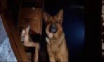 Revoir Rex, chien flic du 21 Mai