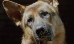 Revoir Rex, chien flic du 22 Mai