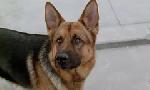 Revoir Rex, chien flic du 23 Mai