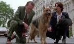 Revoir Rex, chien flic du 26 Mai
