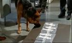 Revoir Rex, chien flic du 28 Mai