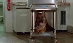 Revoir Rex, chien flic du 29 Mai
