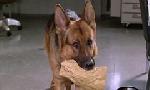 Revoir Rex, chien flic du 29 Mai