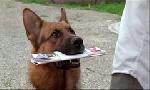 Revoir Rex, chien flic du 30 Mai
