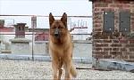 Revoir Rex, chien flic du 30 Mai