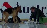 Revoir Rex, chien flic du 02 Juin