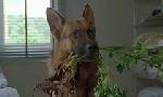 Revoir Rex, chien flic du 08 Juin