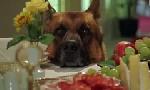 Revoir Rex, chien flic du 10 Juin