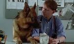 Revoir Rex, chien flic du 10 Juin