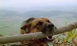 Revoir Rex, chien flic du 11 Juin