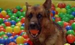 Revoir Rex, chien flic du 12 Juin