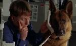 Revoir Rex, chien flic du 13 Juin