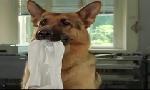 Revoir Rex, chien flic du 24 Juin