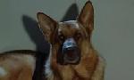 Revoir Rex, chien flic du 03 Juin