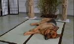 Revoir Rex, chien flic du 03 Juin