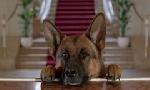 Revoir Rex, chien flic du 05 Juin