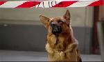 Revoir Rex, chien flic du 06 Juin