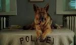 Revoir Rex, chien flic du 17 Juin