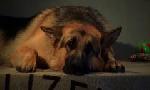 Revoir Rex, chien flic du 18 Juin