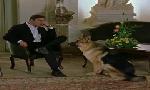 Revoir Rex, chien flic du 18 Juin