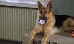 Revoir Rex, chien flic du 23 Juin