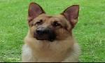 Revoir Rex, chien flic du 23 Juin