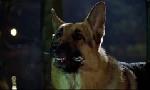 Revoir Rex, chien flic du 24 Juin