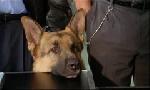 Revoir Rex, chien flic du 25 Juin