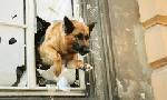 Revoir Rex, chien flic du 26 Juin