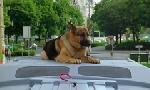Revoir Rex, chien flic du 27 Juin