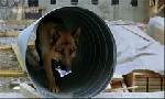 Revoir Rex, chien flic du 08 Juillet