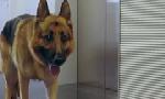 Revoir Rex, chien flic du 09 Juillet