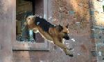 Revoir Rex, chien flic du 10 Juillet