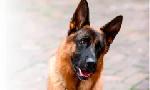 Revoir Rex, chien flic du 11 Juillet