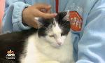 Revoir Animaux à adopter du 13 Juillet