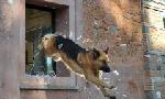Revoir Rex, chien flic du 14 Juillet