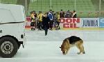 Revoir Rex, chien flic du 14 Juillet